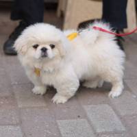 Pekingese, Köpek  KIZIM fotoğrafı