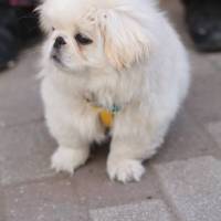 Pekingese, Köpek  KIZIM fotoğrafı