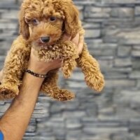 Poodle (Minyatür Kaniş), Köpek  Tokyo fotoğrafı