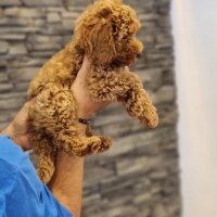 Poodle (Minyatür Kaniş), Köpek  Tokyo fotoğrafı