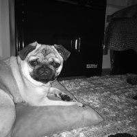 Pug, Köpek  Şiva  fotoğrafı