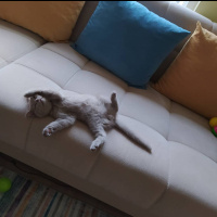 British Shorthair, Kedi  Dobby fotoğrafı