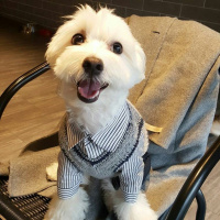 Maltese, Köpek  Pamuk fotoğrafı