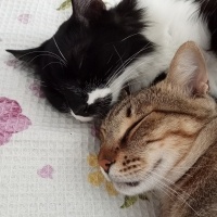 Tekir Kedi, Kedi  Rıfkı fotoğrafı