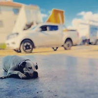 Amerikan Pitbull Terrier, Köpek  Tequila fotoğrafı