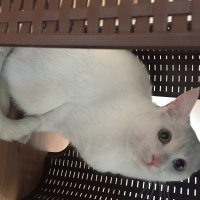 Van Kedisi, Kedi  Diana fotoğrafı