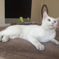 Van Kedisi, Kedi  Diana fotoğrafı