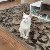 Van Kedisi, Kedi  Diana fotoğrafı