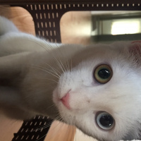 Van Kedisi, Kedi  Diana fotoğrafı