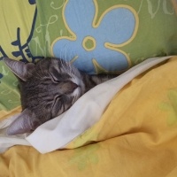Tekir Kedi, Kedi  Toffie fotoğrafı