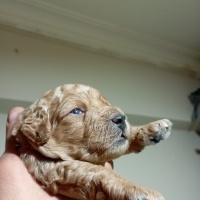 Poodle (Minyatür Kaniş), Köpek  Yeni yuvalarını bekliyorlar fotoğrafı