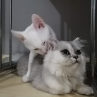 İran Kedisi (Persian), Kedi  ÇAKIL fotoğrafı