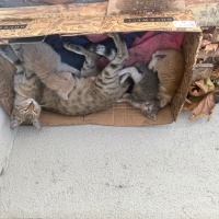 Tekir Kedi, Kedi  Tekir Yavru Kediler fotoğrafı