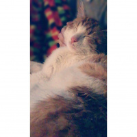 Laperm, Kedi  Miller fotoğrafı