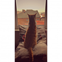 Laperm, Kedi  Miller fotoğrafı