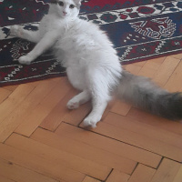 Ankara Kedisi, Kedi  Leyla fotoğrafı