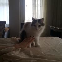 Ankara Kedisi, Kedi  Leyla fotoğrafı