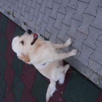 Golden Retriever, Köpek  Budyy fotoğrafı
