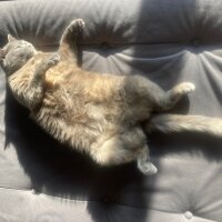 British Longhair, Kedi  Rüzgar fotoğrafı