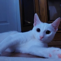 Van Kedisi, Kedi  Mia fotoğrafı
