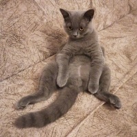 British Shorthair, Kedi  Duman fotoğrafı