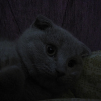 Scottish Fold, Kedi  Patates fotoğrafı