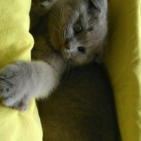 Scottish Fold, Kedi  Patates fotoğrafı