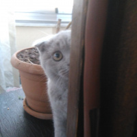 Scottish Fold, Kedi  Patates fotoğrafı