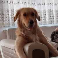 Golden Retriever, Köpek  Maya fotoğrafı