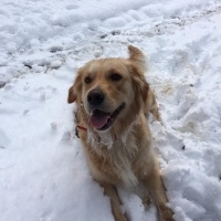 Golden Retriever, Köpek  Maya fotoğrafı