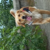 Golden Retriever, Köpek  Maya fotoğrafı
