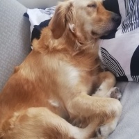 Golden Retriever, Köpek  Maya fotoğrafı