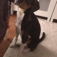 Beagle, Köpek  TOSUN fotoğrafı