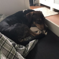 Beagle, Köpek  TOSUN fotoğrafı