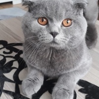 Scottish Fold, Kedi  Duman fotoğrafı