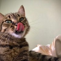 Tekir Kedi, Kedi  Mia fotoğrafı