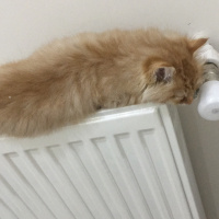 Tekir Kedi, Kedi  Turuncu fotoğrafı