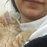 Tekir Kedi, Kedi  Turuncu fotoğrafı