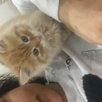 Tekir Kedi, Kedi  Turuncu fotoğrafı