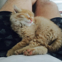 Tekir Kedi, Kedi  Turuncu fotoğrafı