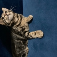 Tekir Kedi, Kedi  Miniş fotoğrafı