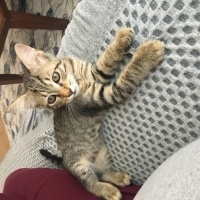 American Curl, Kedi  Boncuk fotoğrafı