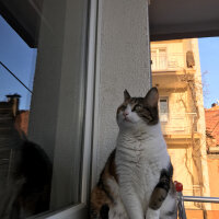 Tekir Kedi, Kedi  Sarıkız fotoğrafı