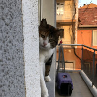 Tekir Kedi, Kedi  Sarıkız fotoğrafı