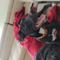 Amerikan Staffordshire Terrier, Köpek  Nada fotoğrafı