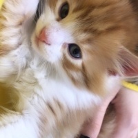 Norwegian Forest, Kedi  BAL fotoğrafı