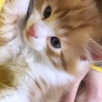Norwegian Forest, Kedi  BAL fotoğrafı