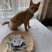 Sarman, Kedi  Limon fotoğrafı