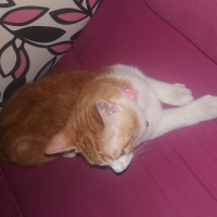 Tekir Kedi, Kedi  minnoş fotoğrafı