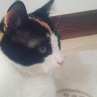 Tekir Kedi, Kedi  Yumoş fotoğrafı